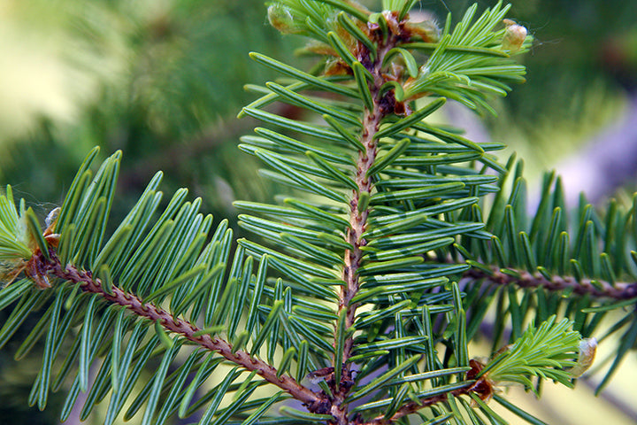 BALSAM & CEDAR